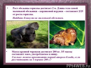 Рост обезьяны гориллы достигает 2 м. Длина тела самой маленькой обезьянки – карл