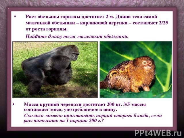 Рост обезьяны гориллы достигает 2 м. Длина тела самой маленькой обезьянки – карликовой игрунки – составляет 2/25 от роста гориллы. Найдите длину тела маленькой обезьянки. Масса крупной черепахи достигает 200 кг. 3/5 массы составляет мясо, употребляе…