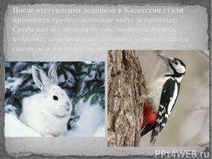 После отступления ледников в Казахстан стали проникать среднеазиатские виды живо