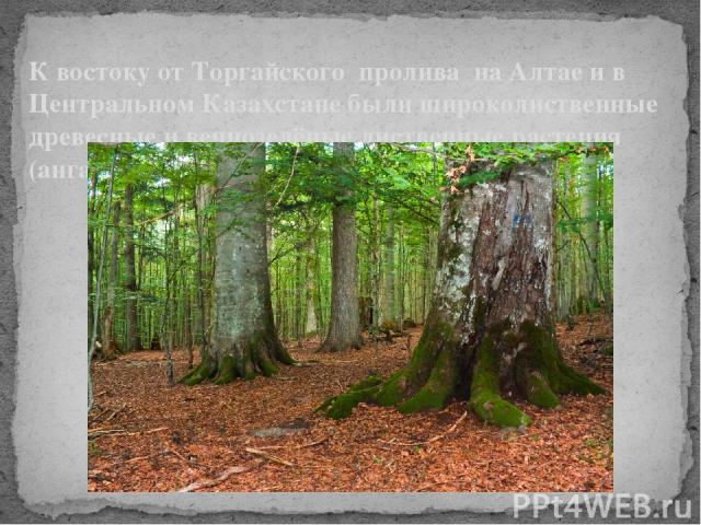 К востоку от Торгайского пролива на Алтае и в Центральном Казахстане были широколиственные древесные и вечнозелёные лиственные растения (ангарская флора)