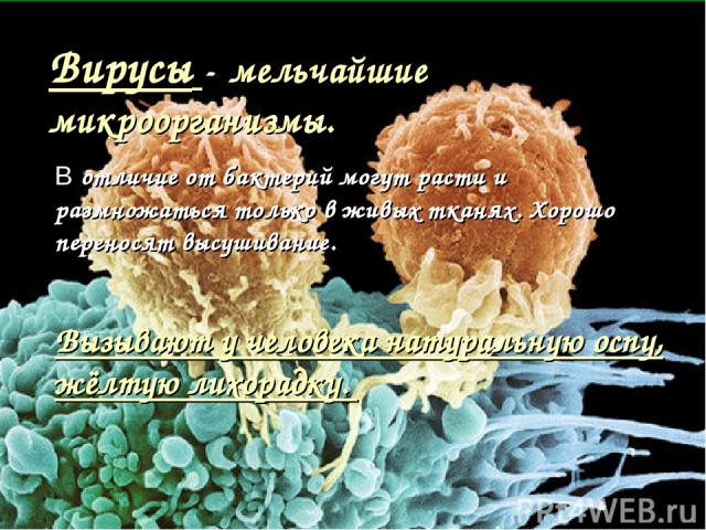 Вирусы - мельчайшие микроорганизмы. В отличие от бактерий могут расти и размножаться только в живых тканях. Хорошо переносят высушивание. Вызывают у человека натуральную оспу, жёлтую лихорадку.
