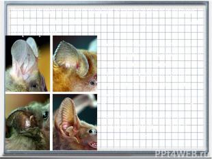 Летучие мыши имеют сла-бое зрение, но их обоняние и невероятная способность изда