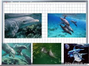 Дельфины - благодаря ультразвуку ориентируются в мутной воде.