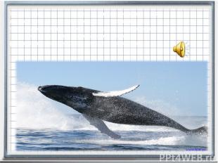 Знаменитые песни китов, громкость которых достигает 188 децибел. Смысл этих песе