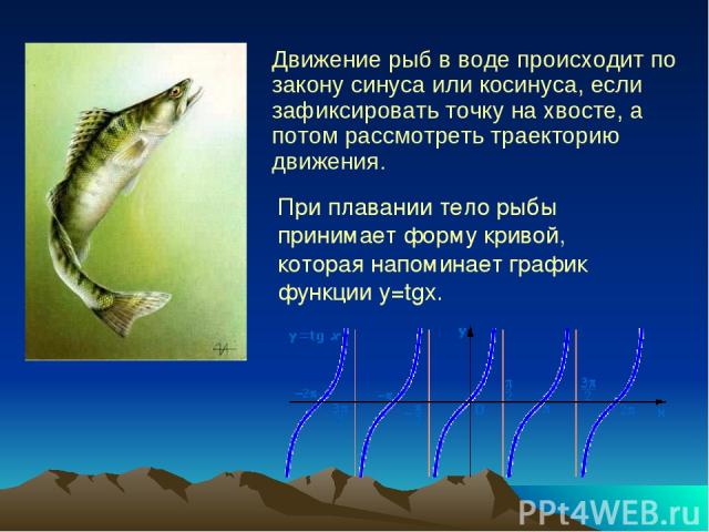Движение рыб в воде происходит по закону синуса или косинуса, если зафиксировать точку на хвосте, а потом рассмотреть траекторию движения. При плавании тело рыбы принимает форму кривой, которая напоминает график функции y=tgx.