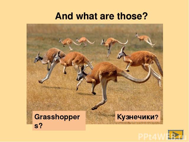 And what are those? Grasshoppers? Кузнечики?