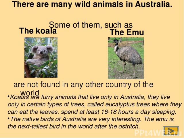 The Emu Koalas are furry animals that live only in Australia, they live only in certain types of trees, called eucalyptus trees where they can eat the leaves. spend at least 16-18 hours a day sleeping. The native birds of Australia are very interest…