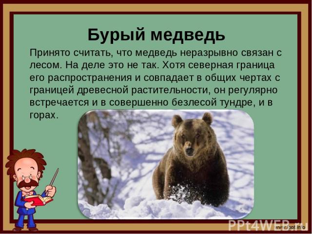 Бурый медведь Принято считать, что медведь неразрывно связан с лесом. На деле это не так. Хотя северная граница его распространения и совпадает в общих чертах с границей древесной растительности, он регулярно встречается и в совершенно безлесой тунд…
