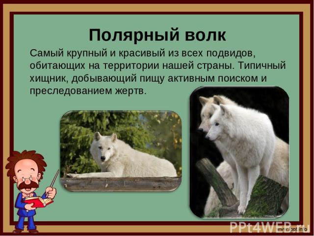 Полярный волк Самый крупный и красивый из всех подвидов, обитающих на территории нашей страны. Типичный хищник, добывающий пищу активным поиском и преследованием жертв.