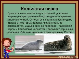 Кольчатая нерпа Один из самых мелких видов тюленей, довольно широко распростране