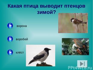 Какая птица выводит птенцов зимой? ворона воробей клёст