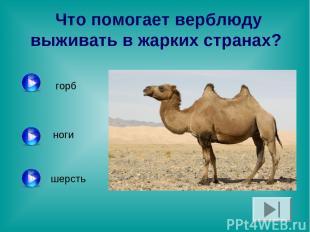 Что помогает верблюду выживать в жарких странах? горб ноги шерсть