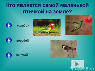 Кто является самой маленькой птичкой на земле? колибри воробей попугай