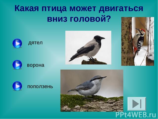 Какая птица может двигаться вниз головой? дятел ворона поползень