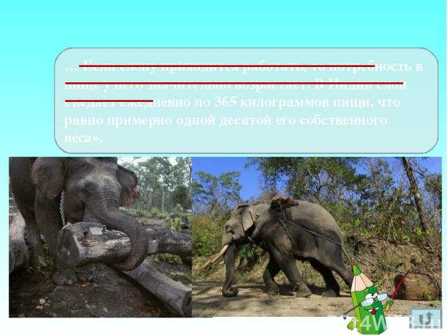 Франкфурт Баден-Баден … Слон, находившийся под наблюдением ветеринарного врача Шремпа из Баден-Бадена, потреблял ежедневно в среднем 3,5 кг овса, 3,2 кг отрубей, 30,5 кг сена, 2,2 кг хлеба. … … Пятнадцатилетний слон во Франкфуртском зоопарке получал…
