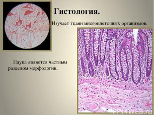 Гистология. Изучает ткани многоклеточных организмов. Наука является частным разд