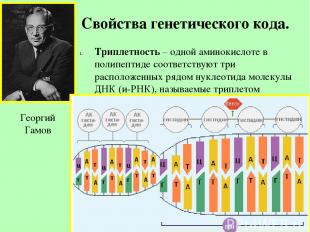 Свойства генетического кода. Триплетность – одной аминокислоте в полипептиде соо