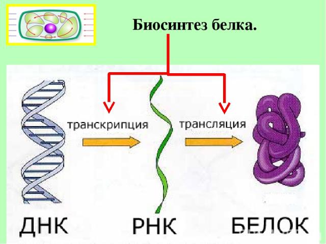 Напишите название этапа биосинтеза белка который обозначен на рисунке цифрой i