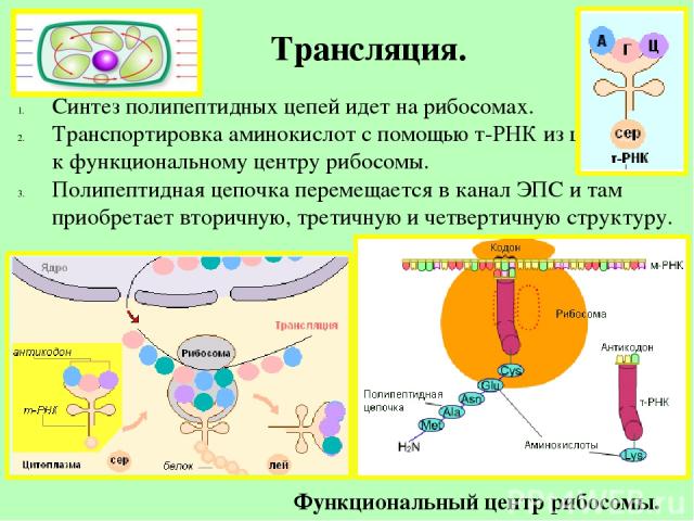 Трансляция. Синтез полипептидных цепей идет на рибосомах. Транспортировка аминокислот с помощью т-РНК из цитоплазмы к функциональному центру рибосомы. Полипептидная цепочка перемещается в канал ЭПС и там приобретает вторичную, третичную и четвертичн…