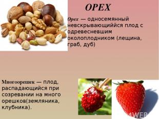 ОРЕХ Орех — односемянный невскрывающиййся плод с одревесневшим околоплодником (л