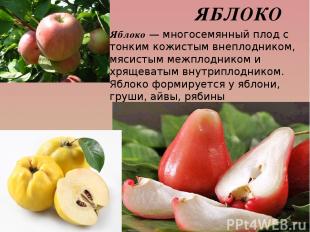 ЯБЛОКО Яблоко — многосемянный плод с тонким кожистым внеплодником, мясистым межп