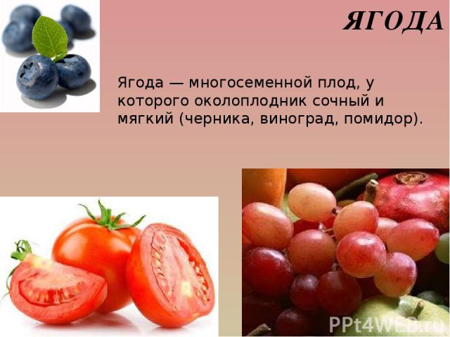 ЯГОДА Ягода — многосеменной плод, у которого околоплодник сочный и мягкий (черника, виноград, помидор).