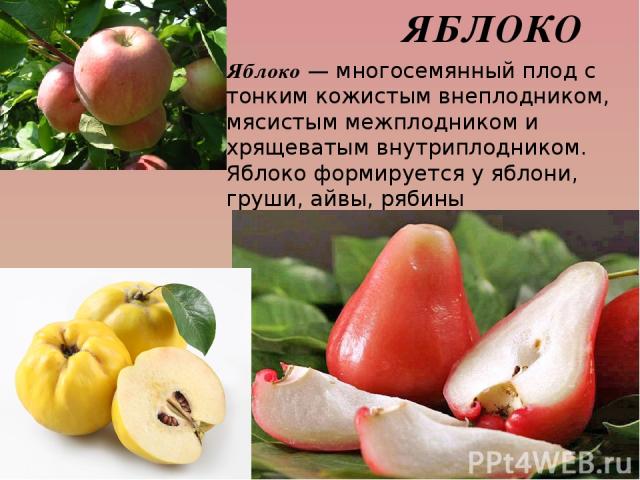 ЯБЛОКО Яблоко — многосемянный плод с тонким кожистым внеплодником, мясистым межплодником и хрящеватым внутриплодником. Яблоко формируется у яблони, груши, айвы, рябины