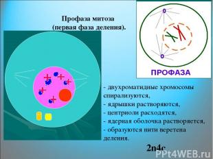 Профаза митоза (первая фаза деления). - двухроматидные хромосомы спирализуются,