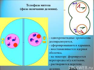Телофаза митоза (фаза окончания деления). - однохроматидные хромосомы деспирализ
