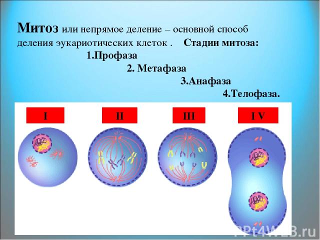 Митоз или непрямое деление – основной способ деления эукариотических клеток . Стадии митоза: 1.Профаза 2. Метафаза 3.Анафаза 4.Телофаза. I II III I V
