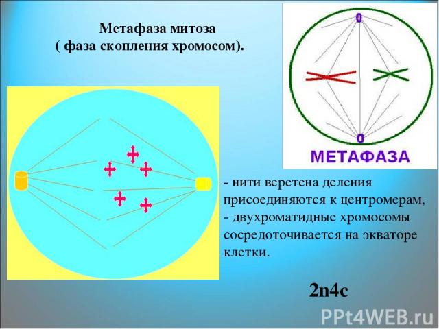 Метафаза митоза ( фаза скопления хромосом). - нити веретена деления присоединяются к центромерам, - двухроматидные хромосомы сосредоточивается на экваторе клетки. 2n4c