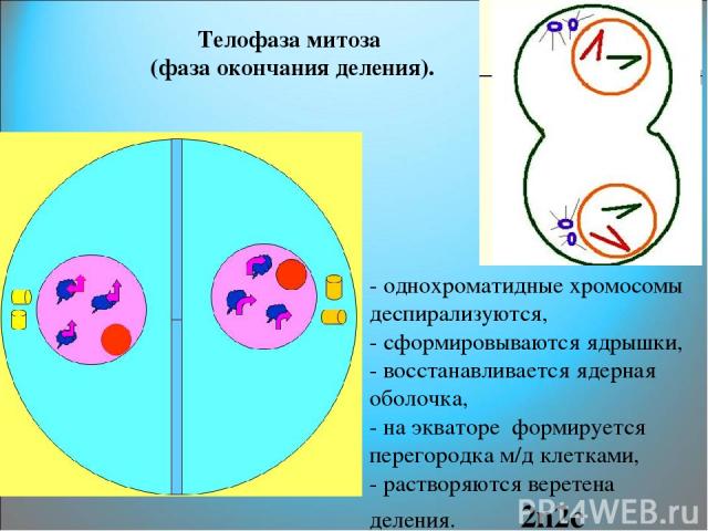 Телофаза митоза (фаза окончания деления). - однохроматидные хромосомы деспирализуются, - сформировываются ядрышки, - восстанавливается ядерная оболочка, - на экваторе формируется перегородка м/д клетками, - растворяются веретена деления. 2n2c