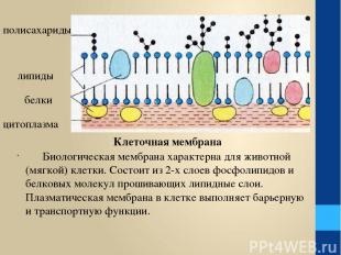 Биологическая мембрана характерна для животной (мягкой) клетки. Состоит из 2-х с