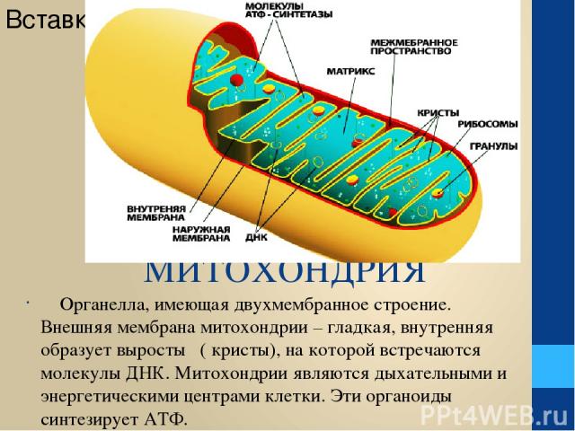 МИТОХОНДРИЯ Органелла, имеющая двухмембранное строение. Внешняя мембрана митохондрии – гладкая, внутренняя образует выросты ( кристы), на которой встречаются молекулы ДНК. Митохондрии являются дыхательными и энергетическими центрами клетки. Эти орга…