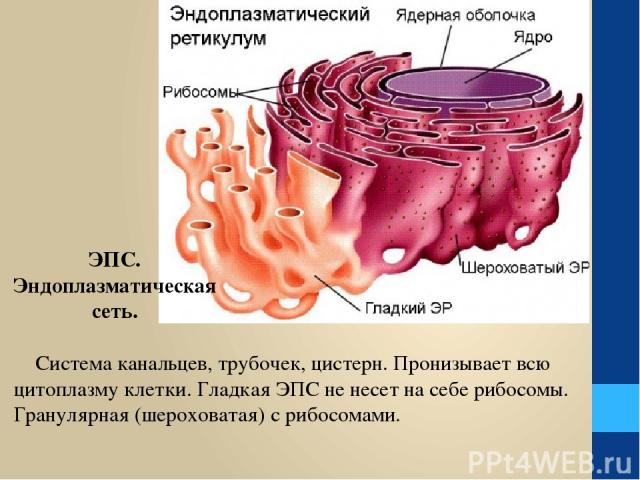 Система канальцев, трубочек, цистерн. Пронизывает всю цитоплазму клетки. Гладкая ЭПС не несет на себе рибосомы. Гранулярная (шероховатая) с рибосомами. ЭПС. Эндоплазматическая сеть.