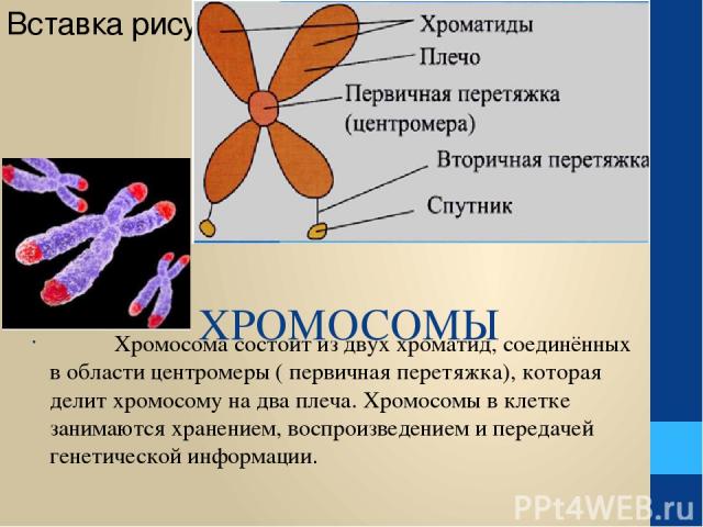 ХРОМОСОМЫ Хромосома состоит из двух хроматид, соединённых в области центромеры ( первичная перетяжка), которая делит хромосому на два плеча. Хромосомы в клетке занимаются хранением, воспроизведением и передачей генетической информации.