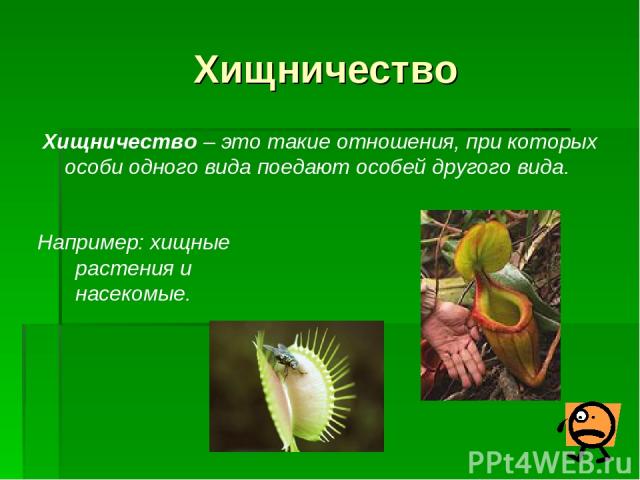 Хищничество Хищничество – это такие отношения, при которых особи одного вида поедают особей другого вида. Например: хищные растения и насекомые.