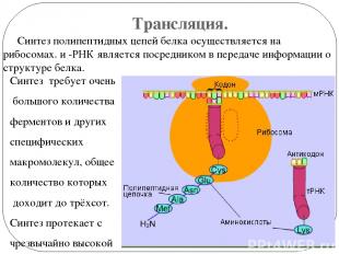 Трансляция. Синтез полипептидных цепей белка осуществляется на рибосомах. и -РНК