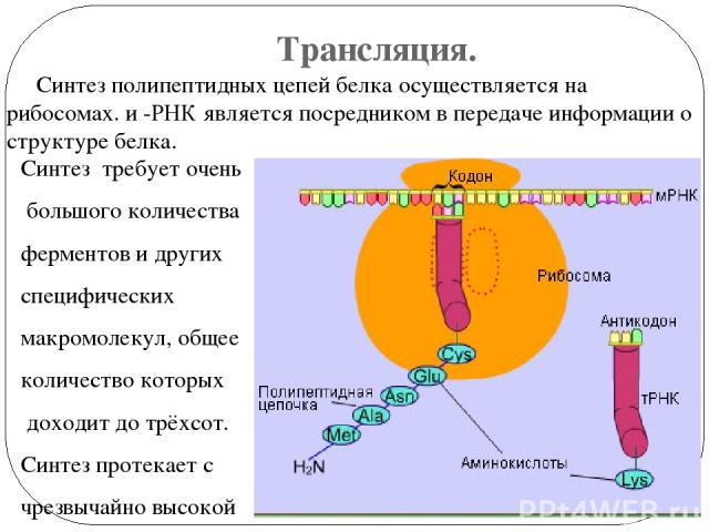 Трансляция. Синтез полипептидных цепей белка осуществляется на рибосомах. и -РНК является посредником в передаче информации о структуре белка. Синтез требует очень большого количества ферментов и других специфических макромолекул, общее количество к…