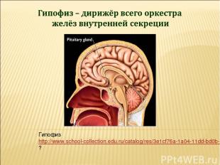 Гипофиз http://www.school-collection.edu.ru/catalog/res/3e1cf76a-1a04-11dd-bd0b-