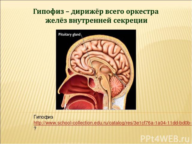 Гипофиз http://www.school-collection.edu.ru/catalog/res/3e1cf76a-1a04-11dd-bd0b-0800200c9a66/?