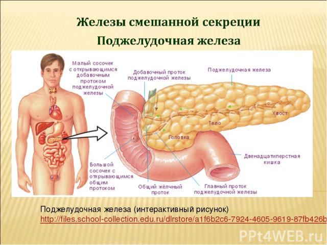 Поджелудочная железа (интерактивный рисунок) http://files.school-collection.edu.ru/dlrstore/a1f6b2c6-7924-4605-9619-87fb426b3407/%5BBIO8_05-33%5D_%5BIM_03%5D.swf