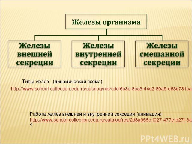Типы желёз (динамическая схема) Работа желёз внешней и внутренней секреции (анимация) http://www.school-collection.edu.ru/catalog/res/2d8a958c-f027-477e-b27f-3a6cee1d26db/?   http://www.school-collection.edu.ru/catalog/res/cdcf6b3c-8ca3-44c2-80a9-e6…