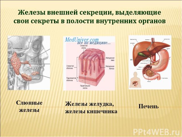 Слюнные железы Железы желудка, железы кишечника Печень
