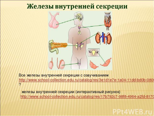 железы внутренней секреции (интерактивный рисунок)http://www.school-collection.edu.ru/catalog/res/17b792c7-98f8-4964-a2fd-817008edae50/?from=cf2d9227-2021-47cd-b37b-72b89bb7af02&interface=pupil&class=50&subject=29&rub_guid[]=cf2d9227-2021-47cd-b37b-…