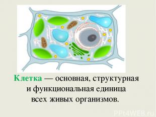 Клетка — основная, структурная и функциональная единица всех живых организмов. 