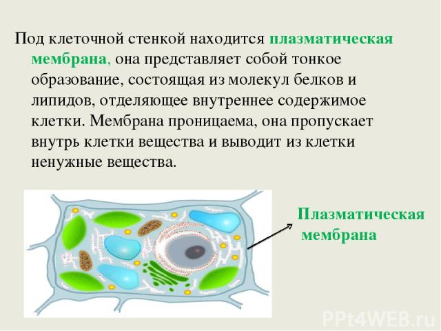 Под клеточной стенкой находится плазматическая мембрана, она представляет собой тонкое образование, состоящая из молекул белков и липидов, отделяющее внутреннее содержимое клетки. Мембрана проницаема, она пропускает внутрь клетки вещества и выводит …