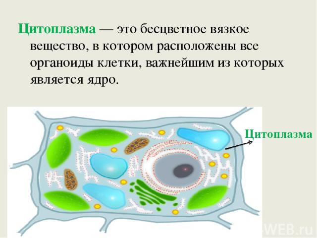 Цитоплазма — это бесцветное вязкое вещество, в котором расположены все органоиды клетки, важнейшим из которых является ядро. Цитоплазма