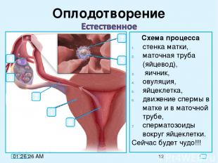 Оплодотворение Схема процесса стенка матки, маточная труба (яйцевод), яичник, ов