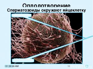 Оплодотворение Сперматозоиды окружают яйцеклетку яйцеклетка сперматозоид